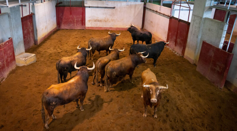 Orden de lidia de los toros de Juan Pedro Domecq para esta tarde en San Sebastián