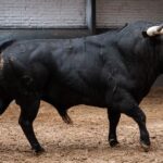 Sorteo de los toros para el decimoquinto festejo isidril