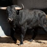 Los toros para la cita de "no hay billetes" de hoy en Las Ventas