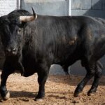 Cuatro toros de Luis Algarra y dos de Montalvo para hoy en Madrid