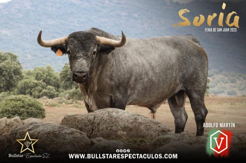 Sorteo de los toros de Adolfo Martín para Soria
