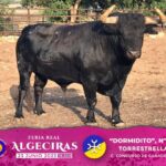 Los astados de la corrida concurso de ganaderías de Algeciras
