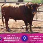 Los astados de la corrida concurso de ganaderías de Algeciras