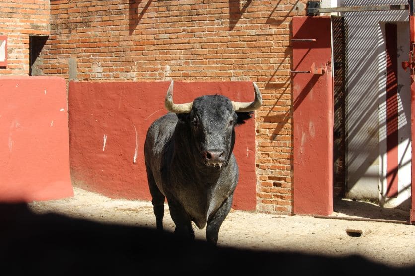 Sorteo de los toros de Victorino Martín para Algeciras
