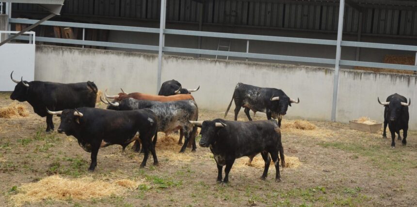 Sorteados los toros de Cebada Gago para Pamplona