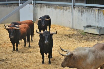 Orden de lidia de los toros de Fuente Ymbro para hoy en Pamplona