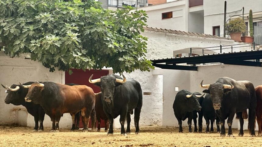 Los toros de Juan Pedro Domecq para hoy en Valencia