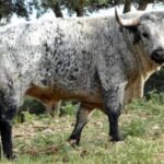 Los toros de Los Maños ya descansan en los corrales de Huesca