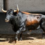 Los toros de Robert Margé para esta tarde en Madrid