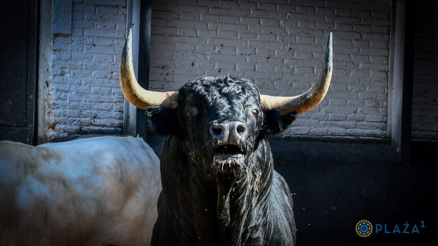Los toros de Robert Margé para esta tarde en Madrid