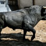 Los toros para la confirmación de Ruiz Muñoz en Madrid