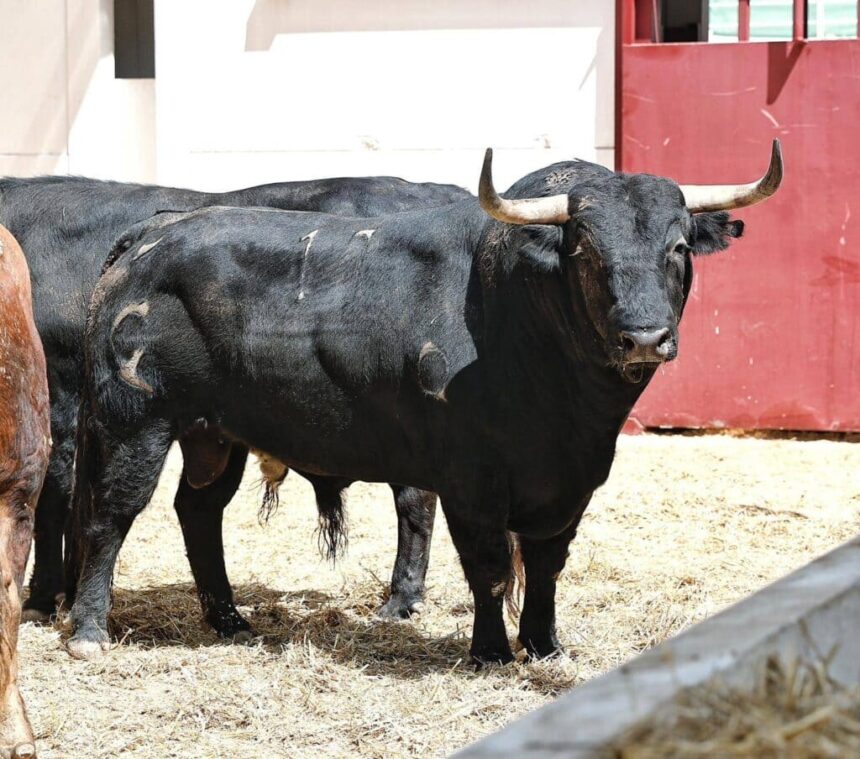 Los toros de Garcigrande y Domingo Hernández para Málaga