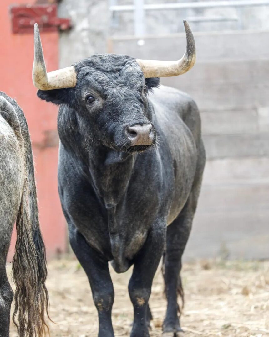 "Azuceno", de La Quinta, primer toro de la tarde en Dax