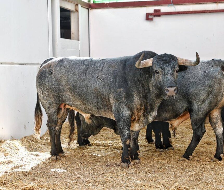 Los toros de Pallarés para la alternativa de Lavado en Málaga
