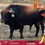 Los toros de Antonio Bañuelos para Valladolid