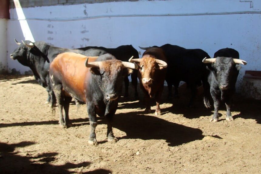Orden de lidia de los toros de Núñez del Cuvillo para Palencia