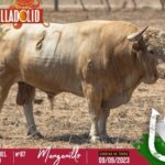 Los toros de Cuvillo para el cartelazo de arte en Valladolid