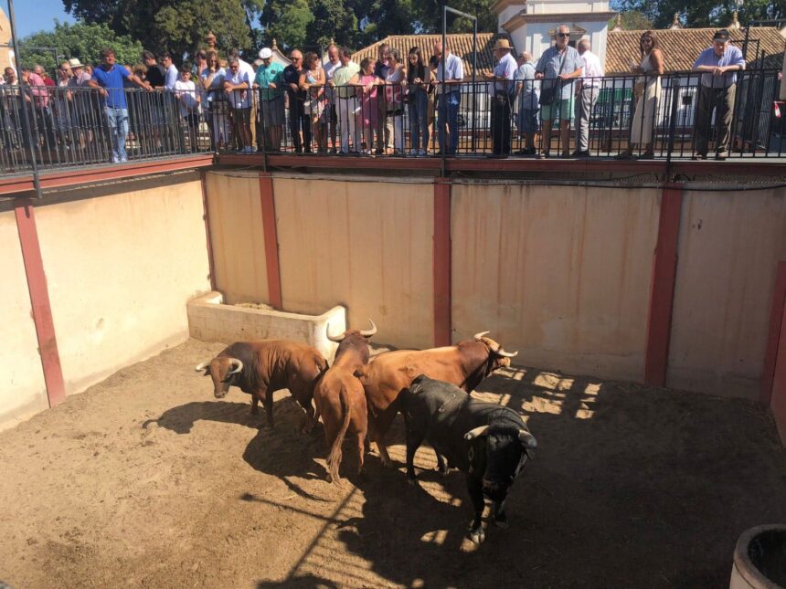 Los toros de Santiago Domecq para la goyesca de Antequera