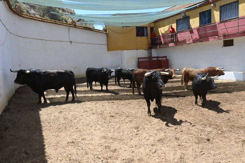 Orden de lidia de los animales de Juan Pedro Domecq en Huelva