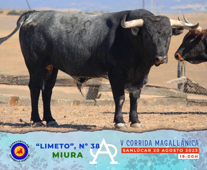 Los toros de Miura para la Magallánica de Sanlúcar