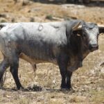 Los toros de Rehuelga para El Juli, De Justo y Roca Rey en Cuenca