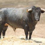 Los toros de Rehuelga para El Juli, De Justo y Roca Rey en Cuenca