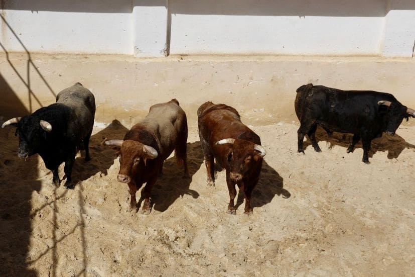 Sorteados los toros de Román Sorando para el inicio de Cuenca