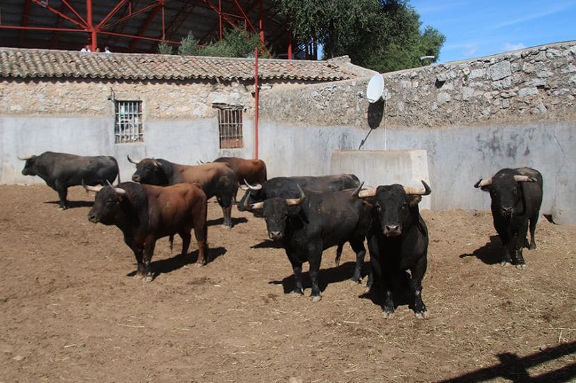 Orden de lidia de los toros de Zacarías Moreno para Colmenar