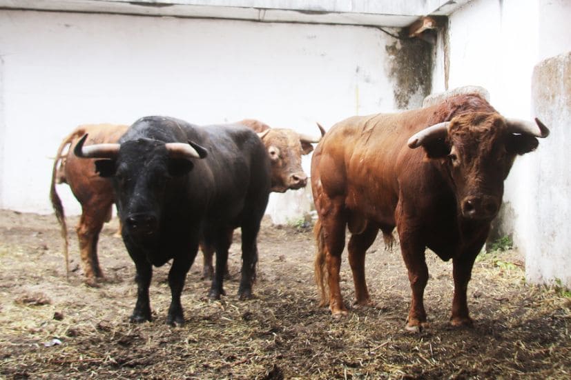 Orden de lidia para el regreso de los toros a Gijón