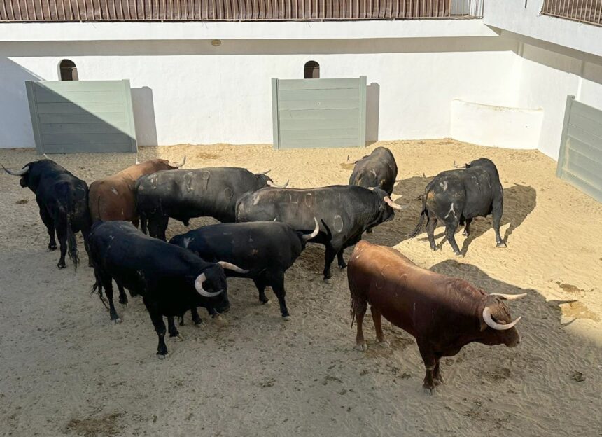 Orden de lidia de los toros de Daniel Ruiz para Ronda
